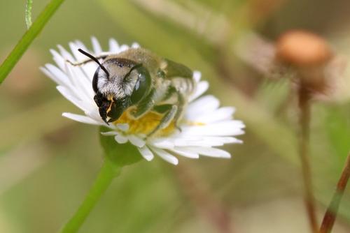 Réf. 233 564 : Hoplitis cristatula